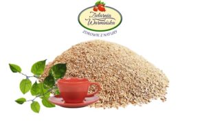 rdestowiec nowy bloog