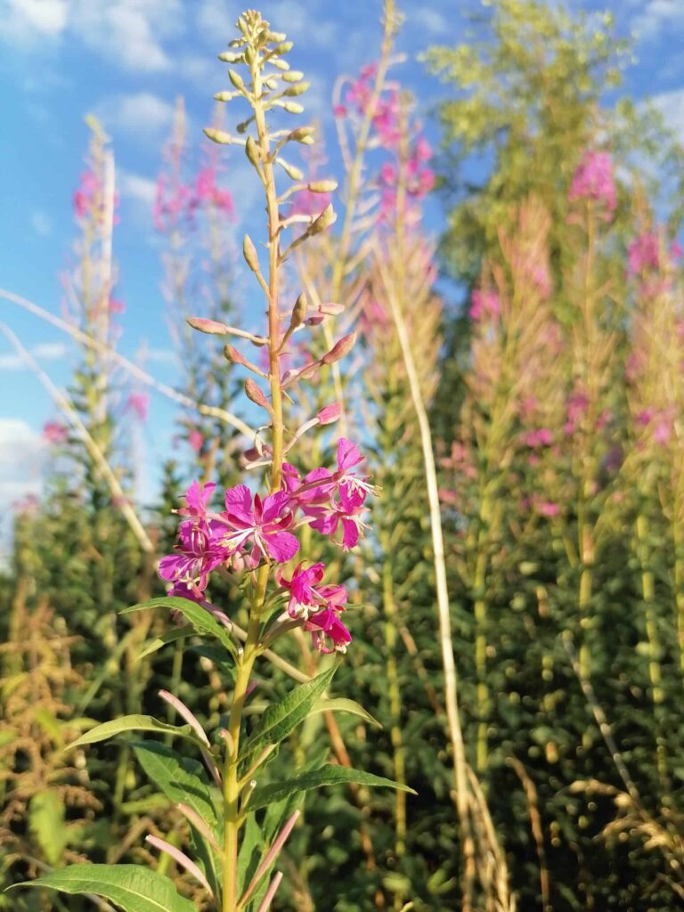 wierzbówka_kiprzyca