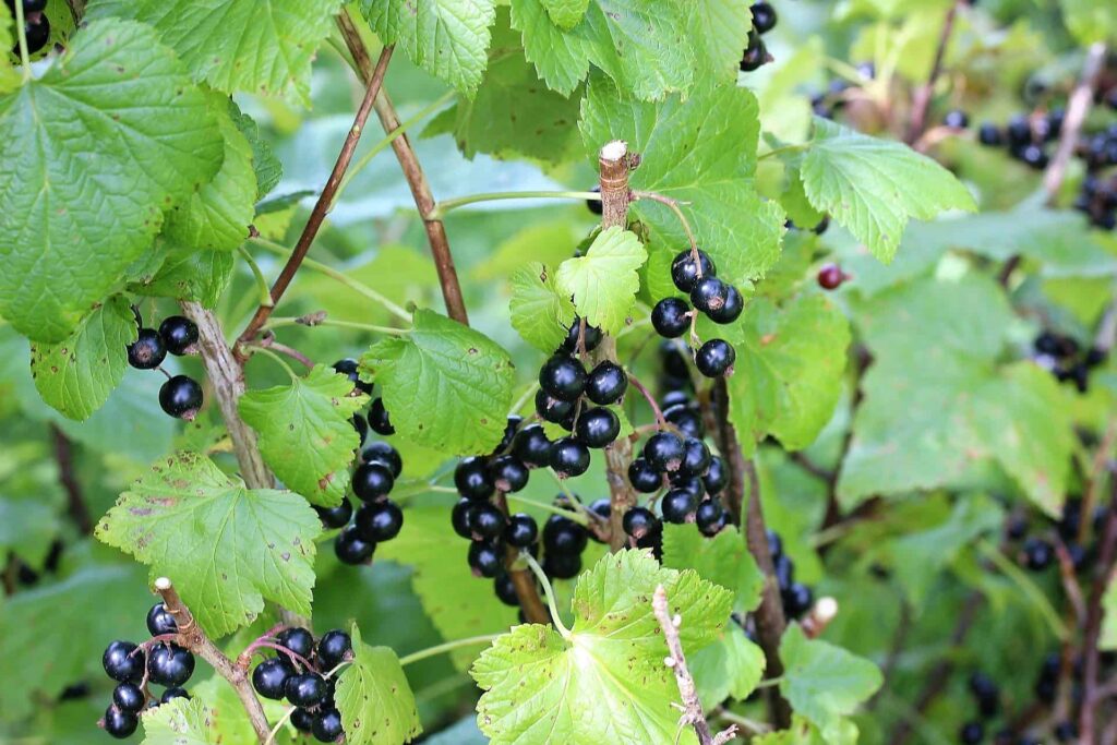 liść_czarnej_porzeczki