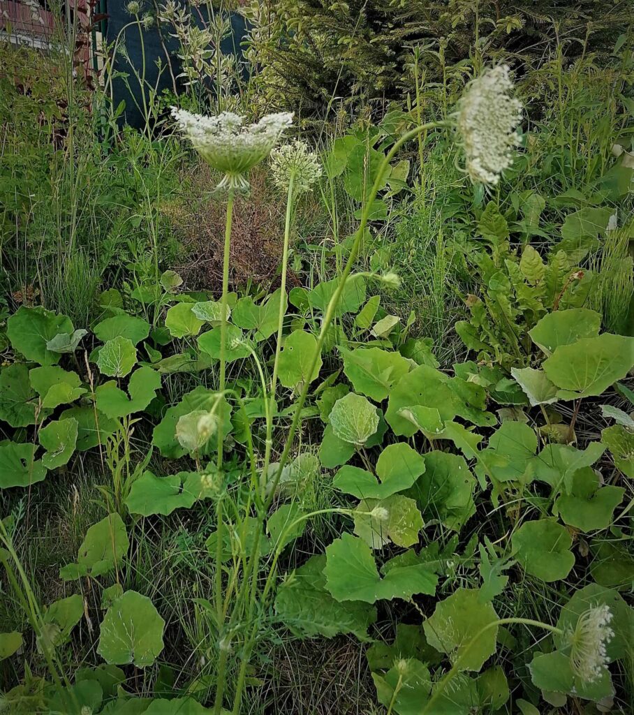 dzika_marchew_zwyczajna